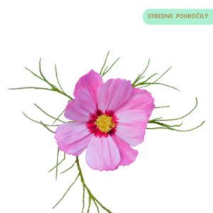 cosmos
