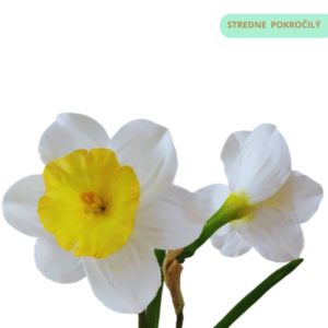 narcis